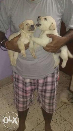 Beautiful Home breed female lab puppies for sale 30 days old