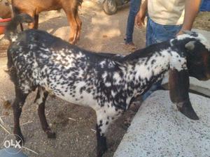 Beetal healthy adant male goat makkhi cheena goat