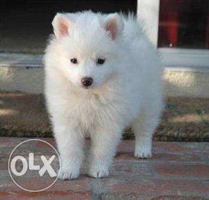 Best Of Breed Pomeranian (Spitz / Pom) Puppy For Sale At