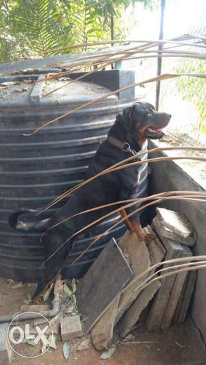 Best quality rott male only for mating