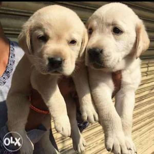 Bhilai:-All puppies jd kennel Labrador Male 