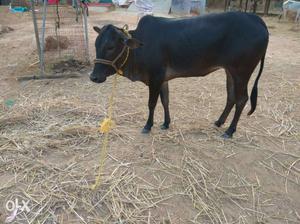 Black Cow In Rajahmundry