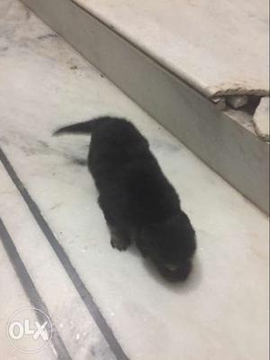 Black Short Coat Puppy
