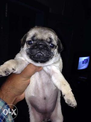 Black and brown female available black female