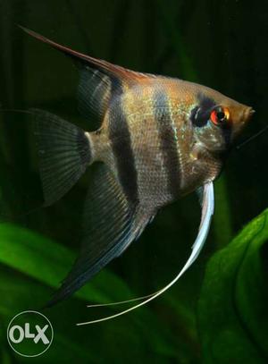 Black and silver angel fish pair