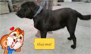 Black lab dog1 yer sell