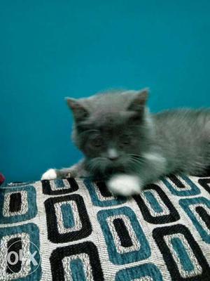 Blue And White Long-coated Kitten