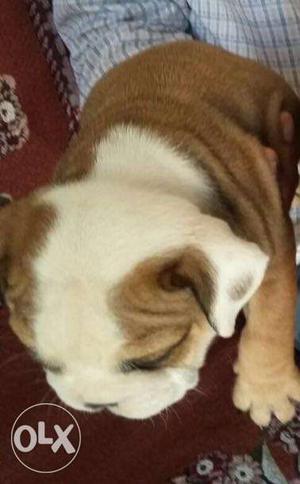 British Bulldog Male Female Pups Available With Make My