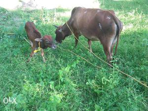 Brown Cow With Calf