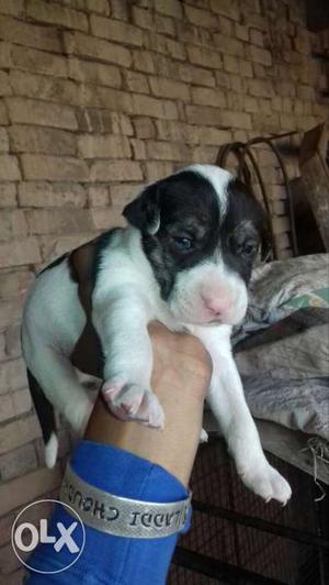 Bully puppy sale good quilty male  female 