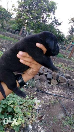 Champion line Black Labrador Retriever Puppy only 20 days
