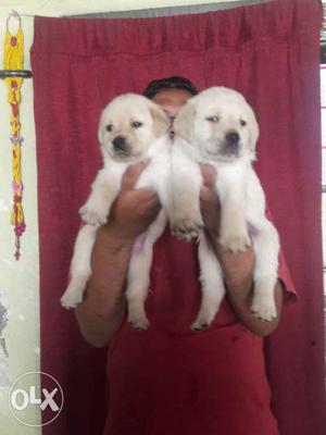 Champions blood line Labrador Puppies