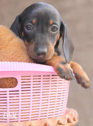 Dachshund Pups available