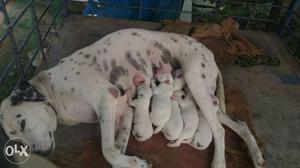 Dalmatian puppys for sale