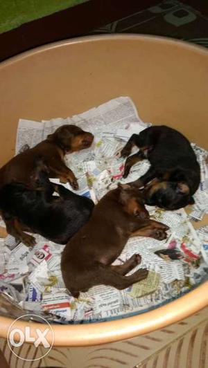 Doberman female puppies for sale
