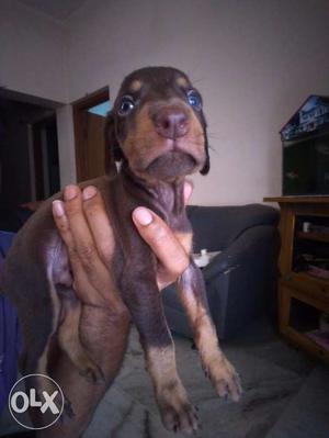 Doberman puppy