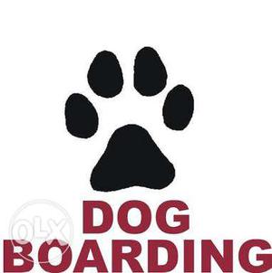 Dog Boarding Center