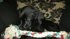 English lab black vaccinated puppies 3 months old, price