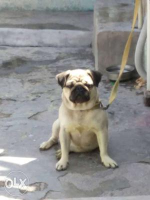 Female pug fawn colour active two years old available