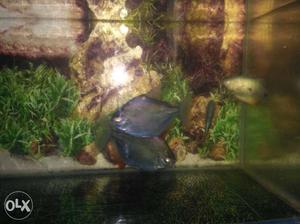 Fish for sale 1 pair of healthy Dollar fish with