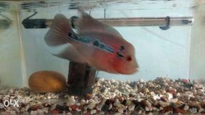 Flower horn healthy fish for sale