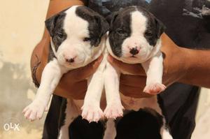 Four Black And White American Pitbull Terrier Puppies