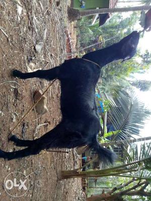 Fullblack malabari goat-female-phone no;