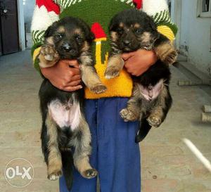 German Shepherd long coat puppies for loving
