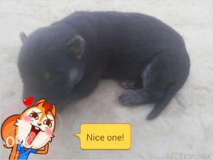 German sheford