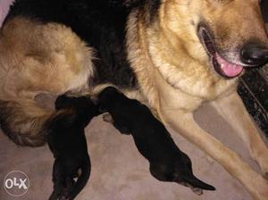 German shepherd pup in good price nd 100% pure