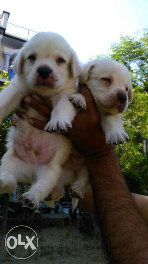 Goldan Labrador Male puppies for sale