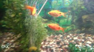 Good fish two colors orange and yellow