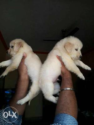 Good quality golden retriever pups available