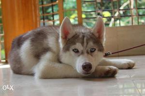 Good quality siberian husky. Male with kci paper