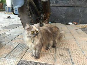 Gray And Brown Long Fur Cat