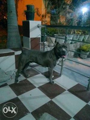 Gray Dog In Delhi