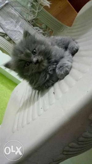 Gray Russian Cat
