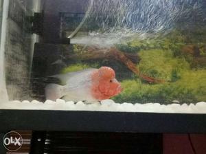 Grey And Pink Flowerhorn Fish