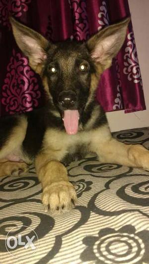 Gsd Male Puppy For Sale