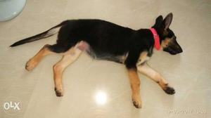 Gsd puppy..three months age..fully vaccinated..