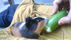 Guinea pig.. cute, active and healthy