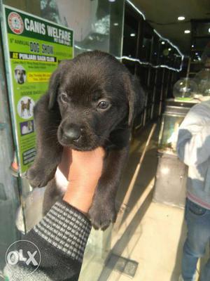 Heavy bone Labrador available with breed
