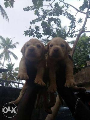 Heavy size lab female puppies available for sale