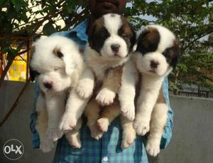 Heir I have St Bernard puppies available
