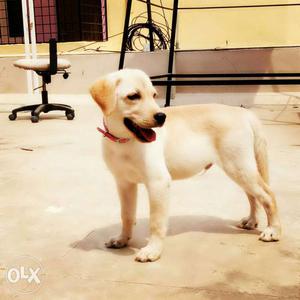 Hi frnds I m selling my 4 months lab it's so cute price