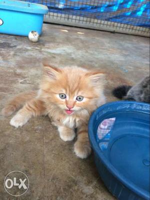 Hi i would like to cell my persian kittens 50 days old pair