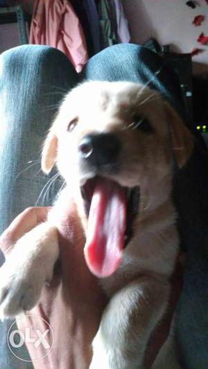 High breed lab pups for sale...
