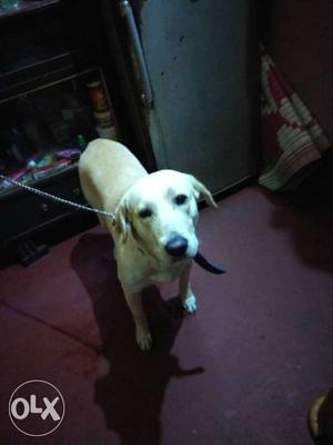 I want to sell my 1 year Male Labrador