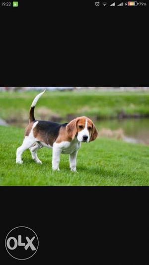 I wud like to purchase beagle pup.if any one want sell