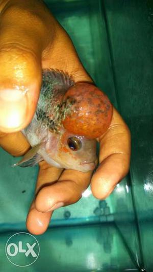 Imported AAA quality ball head flowerhorn from thailand